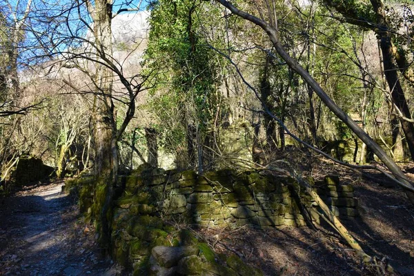 Staré Zříceniny Lese Osvětleném Sluncem Val Rosandře Itálie — Stock fotografie