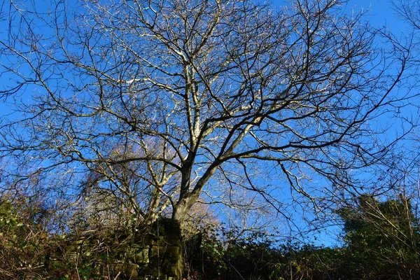 Беслистный Европейский Ясень Fraxinus Excelsior Дерево Большим Навесом — стоковое фото
