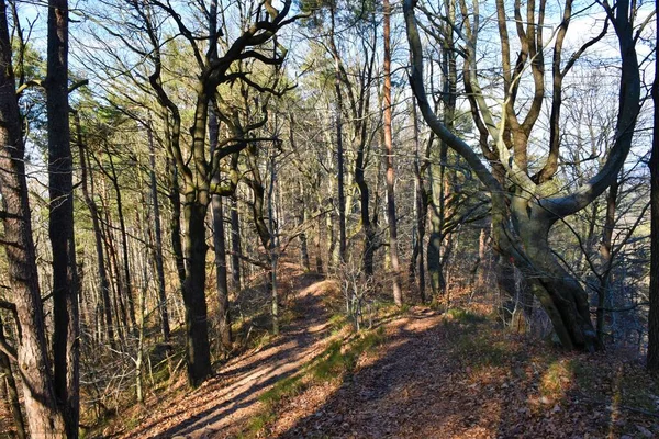 Sentier Menant Travers Une Forêt Tempérée Chênes Pins Feuilles Caduques — Photo