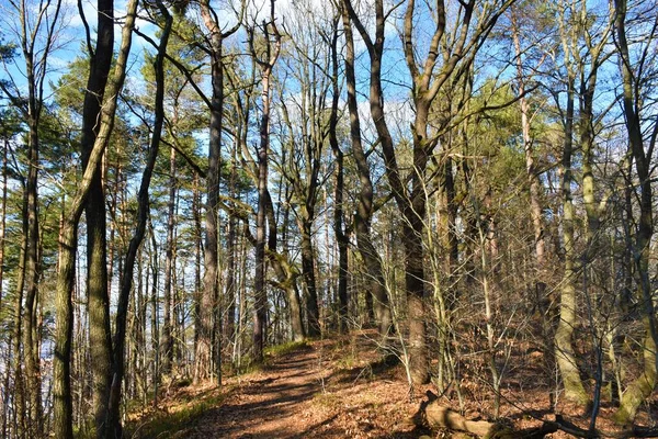 Trail Ledande Tråg Och Tall Tempererad Lövskog — Stockfoto