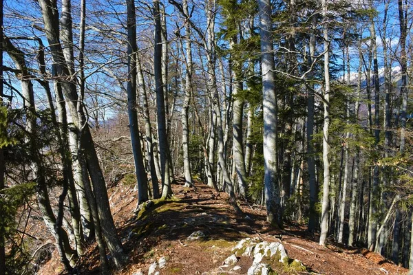 Forêt Sans Feuilles Hêtre Fagus Sylvatica — Photo