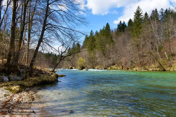 Veduta Del Fiume Sava Con Foresta Sulle Rive Gorenjska Slovenia — Foto Stock