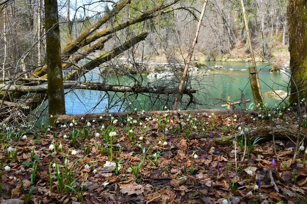 Weiße Blüten Der Frühlingsschneeflocke Leucojum Vernum Wachsen Ufer Der Slowenien — Stockfoto