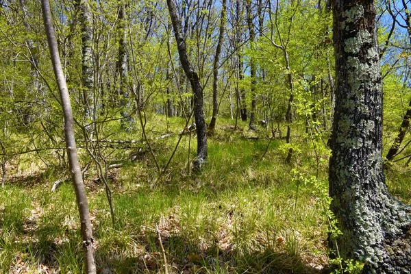 Baharda Meşe Hoplayıp Zıplayan Orman Parlak Yeşil Çimenler Yeryüzünü Kaplıyor — Stok fotoğraf