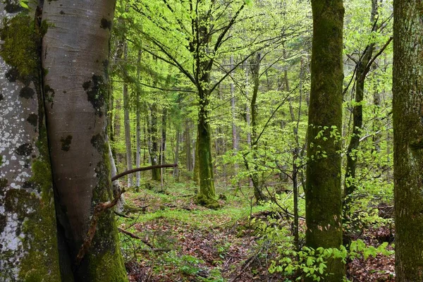 阔叶树中的高大山毛榉 Fagus Sylvatica 春天时开 落叶丛生 — 图库照片