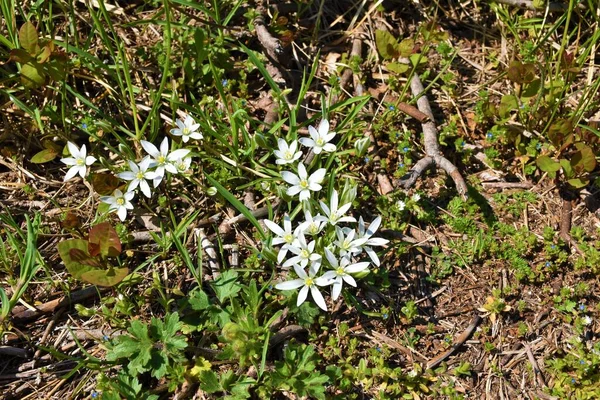 Înflorire Albă Ornithogalum Divergens Flori — Fotografie, imagine de stoc