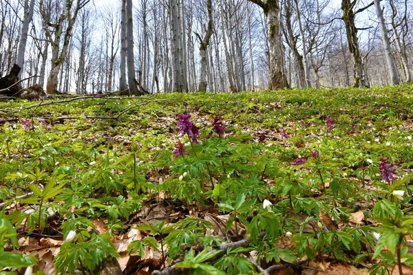 Μωβ Fumewort Corydalis Solida Λουλούδι Ένα Δάσος Οξιάς Και Συκαμίνου — Φωτογραφία Αρχείου