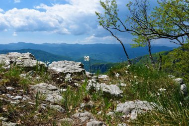 Beyaz çiçek açan şairin nergis (Narcissus poeticus) çiçekleri ve Hırvatistan 'daki Risnjak sıradağlarının manzarasıyla manzaraya bak