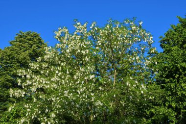 Beyaz çiçekli siyah çekirge (Robinia psödoacia) ağacı