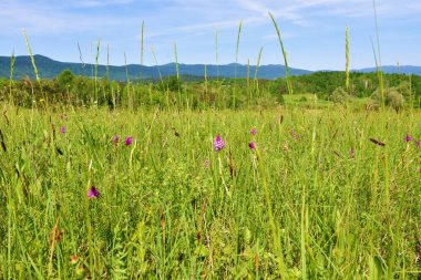 Slovenya 'nın Bela Krajina kentindeki Lahinja parkında pembe piramit orkidesi (Anacamptis piramidalis) çiçekli otlaklar, orman kaplı tepe ile kaplı