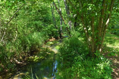 Lahinja deresi Bela Krajina, Dolenjska, Slovenya 'daki yemyeşil bataklık bitki örtüsüyle çevrilidir.
