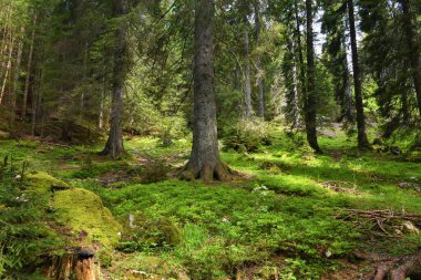 Slovenya 'daki Triglav ulusal parkındaki Pokljuka' da kozalaklı ladin (Picea abies) ormanları