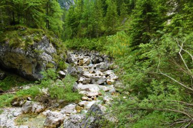 Comune di Tarvisio 'daki Riofreddo vadisinde kozalaklı ve geniş yapraklı ağaçlarla