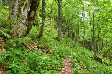 Slovenya 'nın Julian Alpleri' nde Komna 'dan Komarca' ya çınar akçaağaç ormanlarından geçen yürüyüş izleri.
