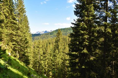 Kozalaklı ladin (Picea abies) ormanı Julian Alpleri ve Triglav Ulusal Parkı, Slovenya 'daki dağ yamaçlarını kaplamıştır.