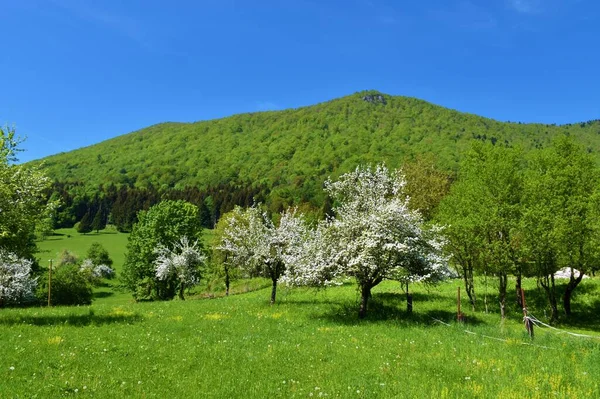 View Mountain Krokar Spring Kocevska Reka Covered Broadleaf Forest Meadow — Stock Photo, Image
