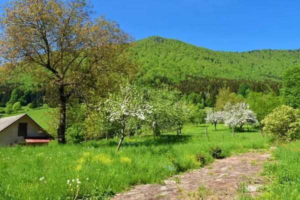 Mountain Krokar Spring Covered Broadleaf Forest Meadow Front Covered White — Stockfoto