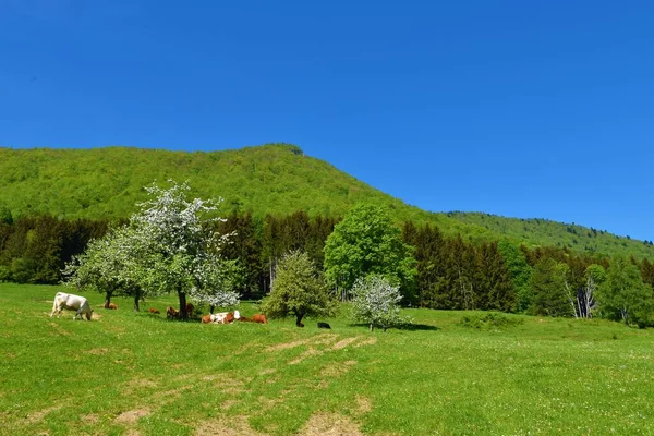 Stado Krów Łące Poniżej Góry Krokar Wiosną Białymi Kwitnącymi Drzewami — Zdjęcie stockowe
