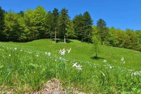 Meadow Bellow Forest Krempa Kocevska Reka Dolenjska Slovenia Covered White — Stock Photo, Image