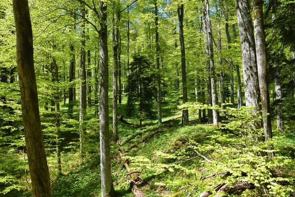 Староророслий Бук Fagus Silvatica Помірний Листяний Широколистяний Ліс — стокове фото