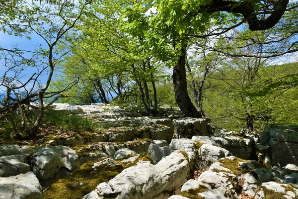 Kalksteen Pavemet Rots Karst Rotsformatie Beuken Fagus Sylvatica Bomen Slovenië — Stockfoto