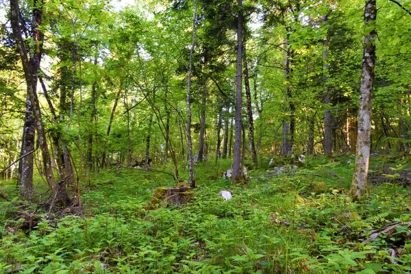 Las Mieszany Liściasty Iglasty Umiarkowany Bujną Roślinnością Zielną Pokrywającą Ziemię — Zdjęcie stockowe