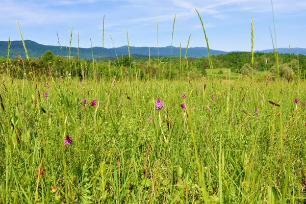 ピンクのピラミッド型の蘭 Anacamptis Pyramidalis の花を持つ草原は スロベニアのDolenjskaのBela KrajinaにあるLahinja公園で 森林に覆われた丘があります — ストック写真