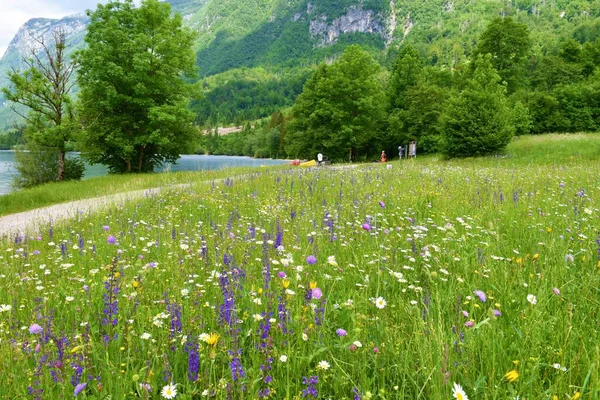 ジュリアンアルプのボヒンジ湖と白と紫の花を持つトリグラフ国立公園のショットで歩道の横にカラフルな牧草地が含まれています 草原のクリア Salvia Pratensis — ストック写真