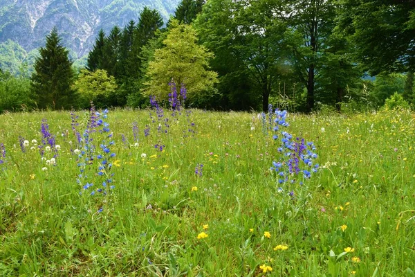 五彩斑斓的草地 有紫色的草甸蛤蟆 Salvia Pratensis 和蓝色毒蛇的嗡嗡声 Echium Vulgare 花和森林 — 图库照片