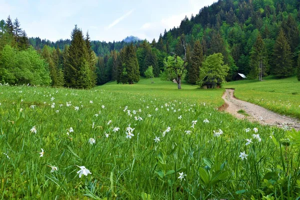 Bergwiese Den Karawanken Mit Narzissenblüten Narcissus Poeticus Und Einem Feldweg — Stockfoto