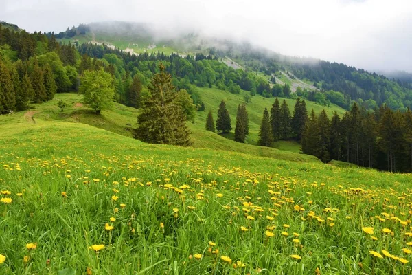 Soufflet Prairie Hruski Vrh Dans Les Montagnes Karavanke Gorenjska Slovénie — Photo