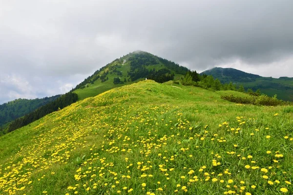斯洛文尼亚Gorenjska的Karavanke山区的Hruski Vrh山和一片草地上覆盖着常见的蒲公英 Taraxacum Officinale — 图库照片