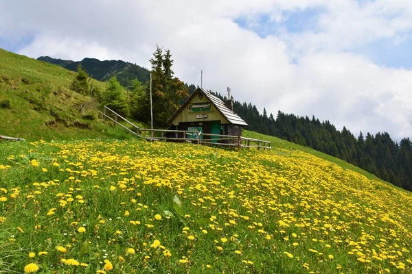 Loji Gunung Kayu Pegunungan Karavanke Dengan Bunga Kuning Dandelion Taraxacum — Stok Foto