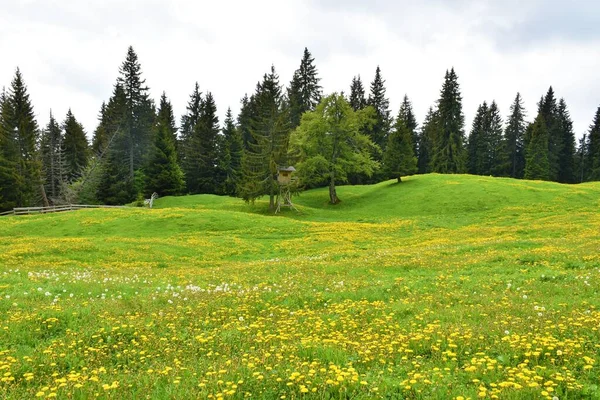 斯洛维尼亚卡拉凡克山森林边缘上覆盖着普通蒲公英 Taraxacum Officinale 黄花和针叶树的草地 — 图库照片