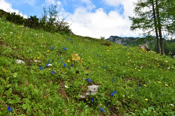 Prado Montanha Colorido Lipanca Acima Pokljuka Eslovênia Com Flores Gentian — Fotografia de Stock