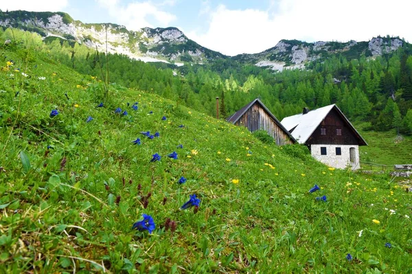 Refugio Montaña Lipanca Por Encima Pokljuka Los Alpes Julianos Parque — Foto de Stock
