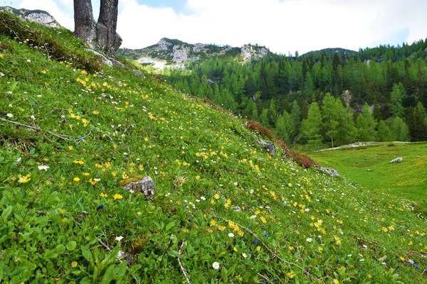 朱利安阿尔卑斯山脉Lipanca的Meadow和覆盖在落叶松林后面的黄花和山尖的Triglav国家公园 — 图库照片