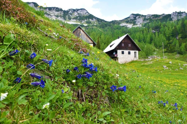 Abri Montagne Lipanca Dessus Pokljuka Dans Les Alpes Juliennes Parc — Photo