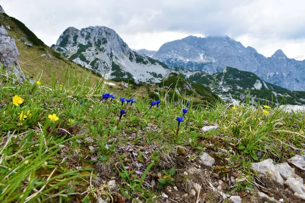 Niebieskie Wiosenne Kwiaty Goryczki Gentiana Verna Alpejskiej Łące Wybiórczym Skupieniu — Zdjęcie stockowe