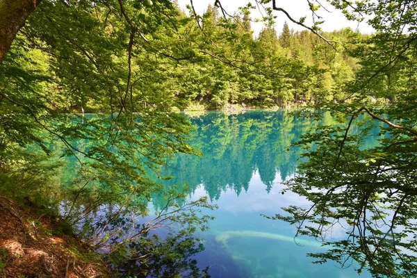 Ufer Des Sees Laghi Fusine Inferiore Mit Wald Ufer Der — Stockfoto