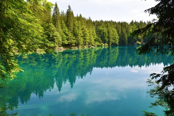 Берег Озера Laghi Fusine Inferiore Лісом Березі Comune Tarvisio — стокове фото