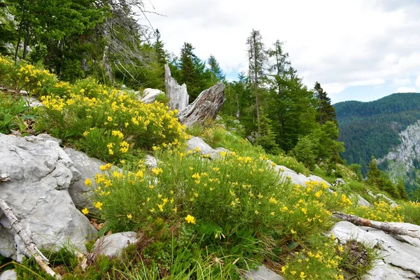 Flores Genista Radiata Amarillas Que Crecen Las Montañas Los Alpes — Foto de Stock