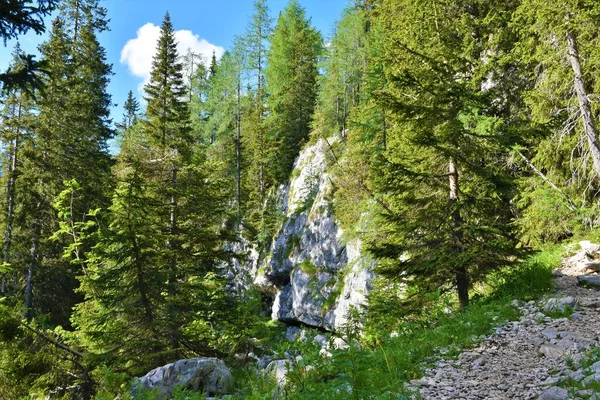 Parede Rocha Uma Floresta Abeto Lariço Julian Alps Triglav National — Fotografia de Stock