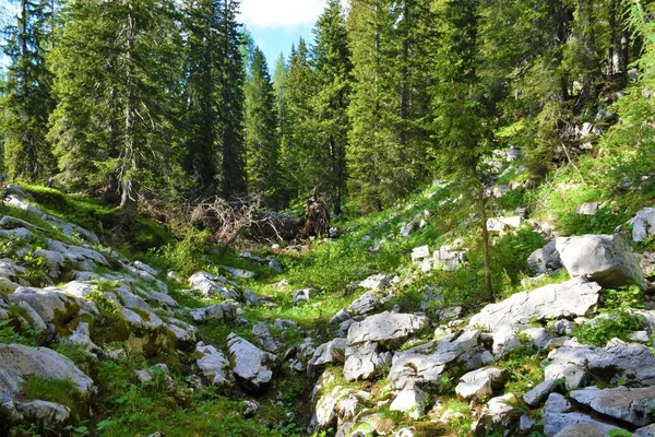 在斯洛文尼亚Julian Alps和Triglav Nationa公园的高山针叶树 Picea Abies 森林中进行清理 — 图库照片