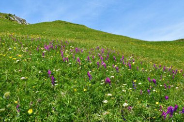 İtalya 'nın Veneto bölgesindeki Dolomite dağlarında pembe alp azizi (Hedysarum hedysaroides) çiçekli Alp çayırı