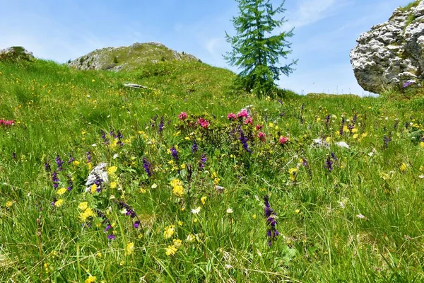 Alpine wildgarden with blue, pink and yellow flowers incl. dragon mouth or pyrenean dead-nettle (Horminum pyrenaicum), alpenrose (Rhododendron ferrugineum) and kidney vetch (Anthyllis vulneraria)