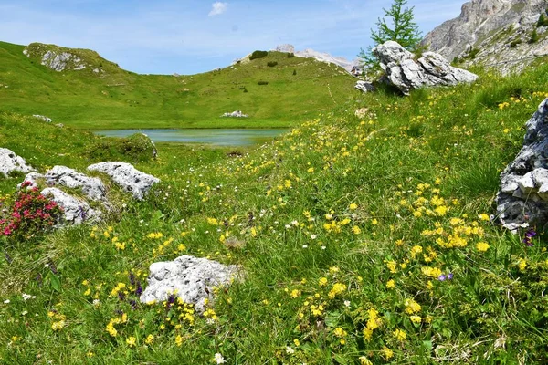 Padang Rumput Alpen Dengan Bunga Dan Danau Anthyllis Vulneraria Wilayah — Stok Foto