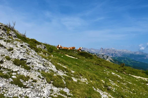 Ομάδα Αγελάδων Που Αναπαύονται Ένα Αλπικό Λιβάδι Στα Βουνά Δολομίτη — Φωτογραφία Αρχείου