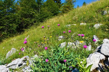 Melankoli devedikeni (Cirsium heterofillum) pembe çiçekler