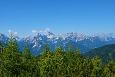 View of mountains Jalovec and Mangart in Julian alps, Gorenjska, Slovenia and larch (Larix decidua) trees